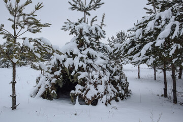 snow covered trees