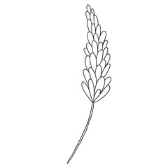 Hand drawn wedding herb, plant