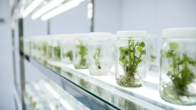 Tissue culture Using new technology Protect the environment