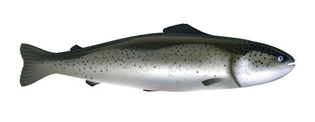 Salmon fish realistic vector illustration. Whole salmon isolated on white background.