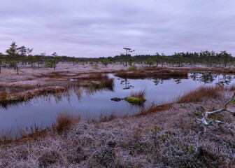dusk morning in the swamp, first frost on moss mosses, lichens and grass, dark tree silhouettes, autumn morning in the swamp