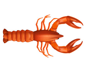 Red lobster with two claws realistic vector illustration.