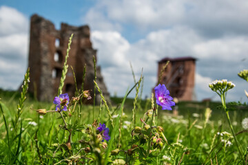 flowers on a meadow