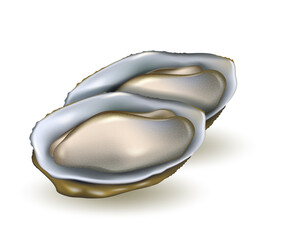Oysters realistic vector illustration. Seafood product isolated.