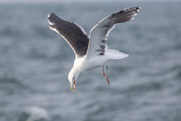 Great gull diving for food in the North Sea 