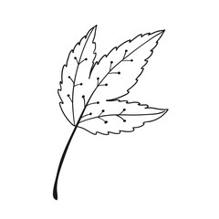 hand made decorative element. Botanical vector in line art or outline.