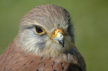 red tailed hawk