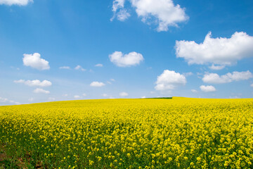 Obraz premium Yellow field rapeseed in bloom. Canola flowers, blue sky with white clouds