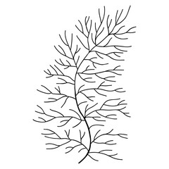 Hand drawn dill leaf isolated on white