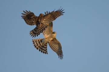 Accipiter nisus