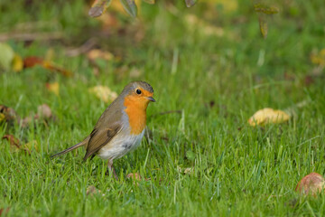 Erithacus rubecula