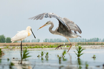 Blauwe Reiger, Grey Heron, Ardea cinerea / Lepelaar, Eurasian Spoonbill, Platalea leucorodia