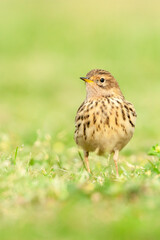 Red-throated Pipit, Anthus cervinus