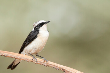 Vittata Pied Wheatear, Oenanthe pleschanka vittata