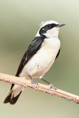 Vittata Pied Wheatear, Oenanthe pleschanka vittata