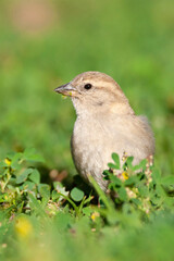 Spanish Sparrow, Passer hispaniolensis