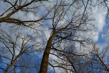 Bare trees on the background of blue sky with light grey clouds. View from below in forest in early spring.