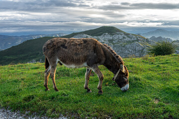 Burro en Covadonga, viajes por Asturias