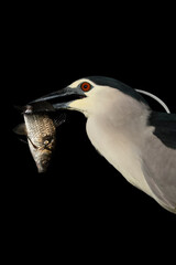 Kwak, Black-crowned Night Heron, Nycticorax nycticorax