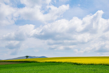 Yellow field rapeseed in bloom. Canola flowers, blue sky with white clouds