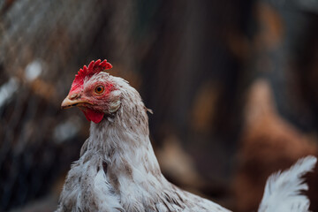 White hen walks in the paddock. A white hen walks in an aviary on an autumn day on a farm