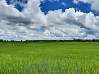 Dramatic blue sky with green fields in the countryside