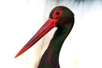 Zwarte Ooievaar, Black Stork, Ciconia nigra
