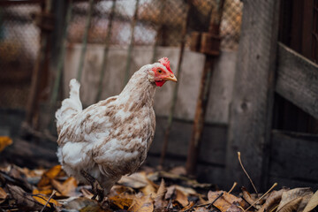 White hen walks in the paddock. A white hen walks in an aviary on an autumn day on a farm