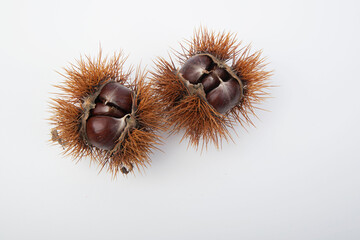 Chestnut with open peel and autumn leaves, close-up. 