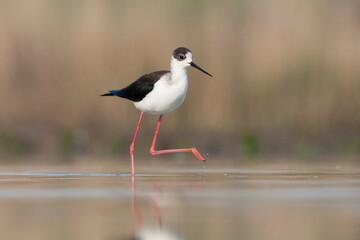 Steltkluut, Black-winged Stilt, Himantopus himantopus © AGAMI