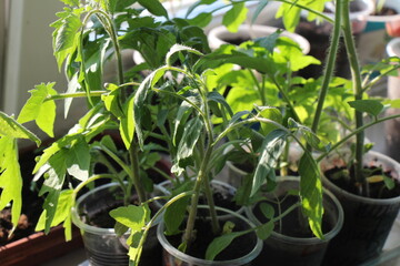 Plants in pots. Young tomato plants growing. Growing plants of seedlings	