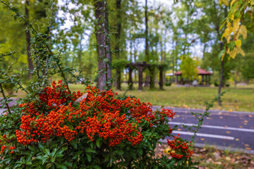 a beautiful autumn landscape in the park on an October day