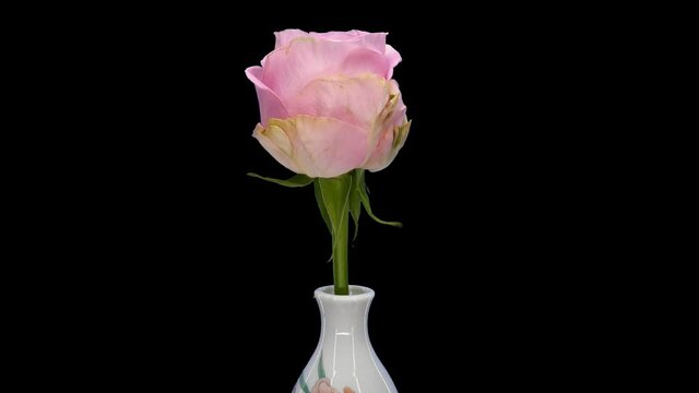 Rotating pink Bluez rose with ALPHA channel isolated on black background, 4K seamless loop
