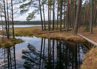 autumn landscape by the lake, dark tree silhouettes, reflected in the water of the bog lake, autumn