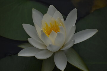 The beautiful white lotus flower on the pond in Sapporo Japan