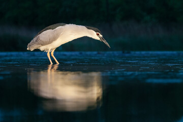 Kwak, Black-crowned Night Heron, Nycticorax nycticorax