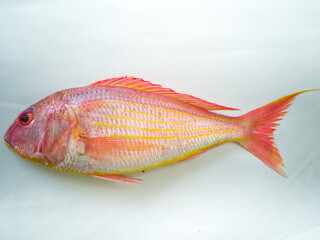 Fresh Pink Prech fish Isolated on a White Background.