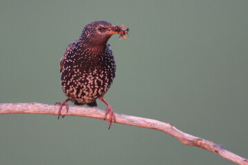 Obraz premium Spreeuw, Common Starling, Sturnus vulgaris
