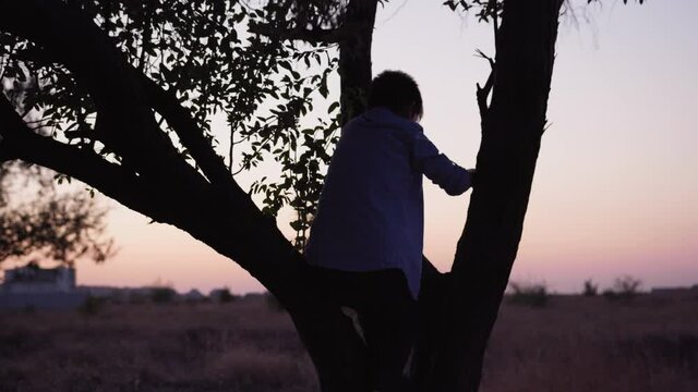 carefree childhood, cute male child climbs tree and looks at sunset and sky on warm evening, silhouette