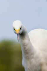 Grote Zilverreiger, Western Great Egret, Ardea alba alba