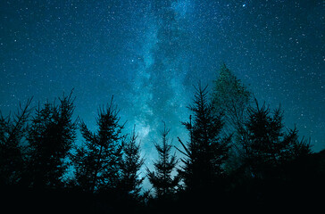 Low angle shot of a beautiful blue starry sky over trees