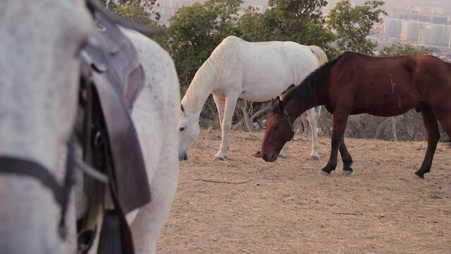 Close shot of horse with 2 horses on background in slowmotion