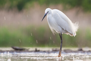 Kleine Zilverreiger, Little Egret, Egretta garzetta