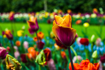 Fototapeta na wymiar Tulips Keukenhof Holland