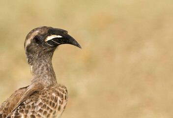 African Grey Hornbill, Tockus nasutus