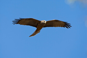 Yellow-billed Kite, Milvus aegyptius