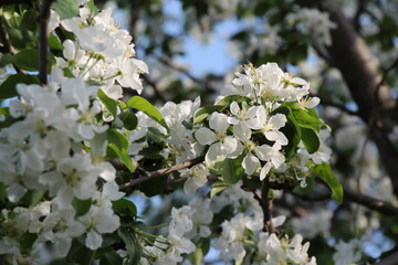 apple tree blossom