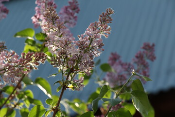 lilac flowers on a branch