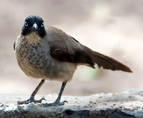 Blackcap Babbler, Turdoides reinwardtii