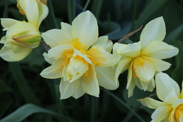 Beautiful narcissus flowers in the garden